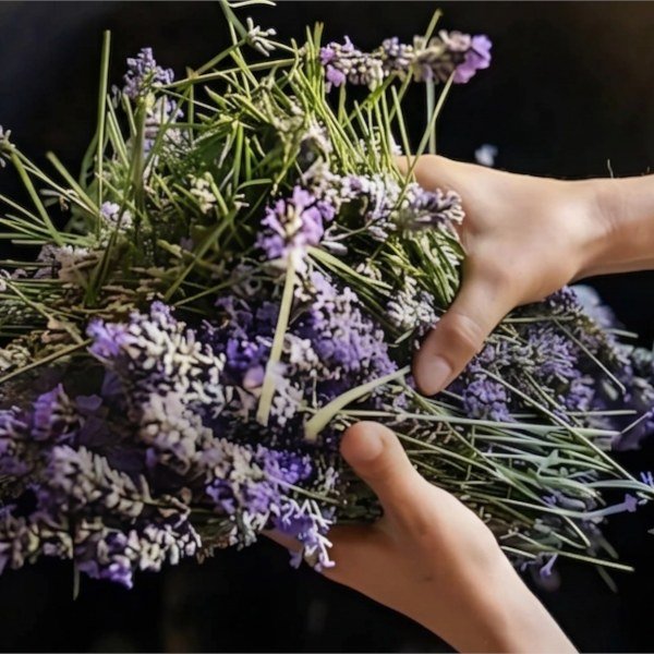 Aceite de lavanda, ingrediente del desodorante natural Rossieli